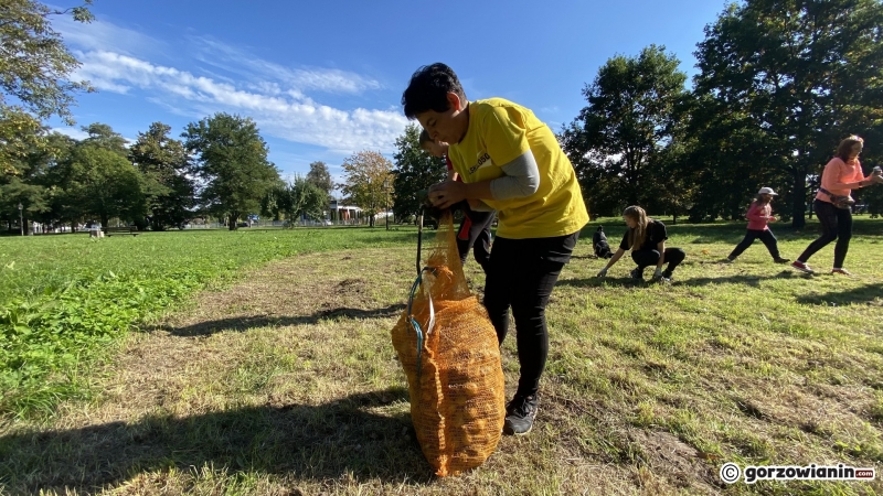 12/22 Gorzowianie wspólnie posadzili żonkile