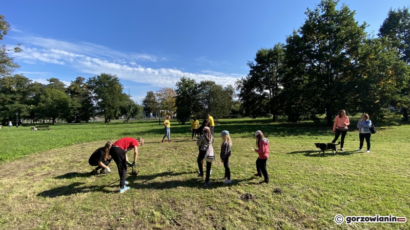 14/22 Gorzowianie wspólnie posadzili żonkile