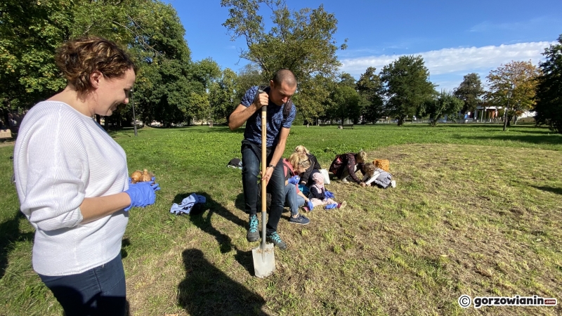 15/22 Gorzowianie wspólnie posadzili żonkile