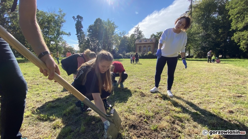 16/22 Gorzowianie wspólnie posadzili żonkile