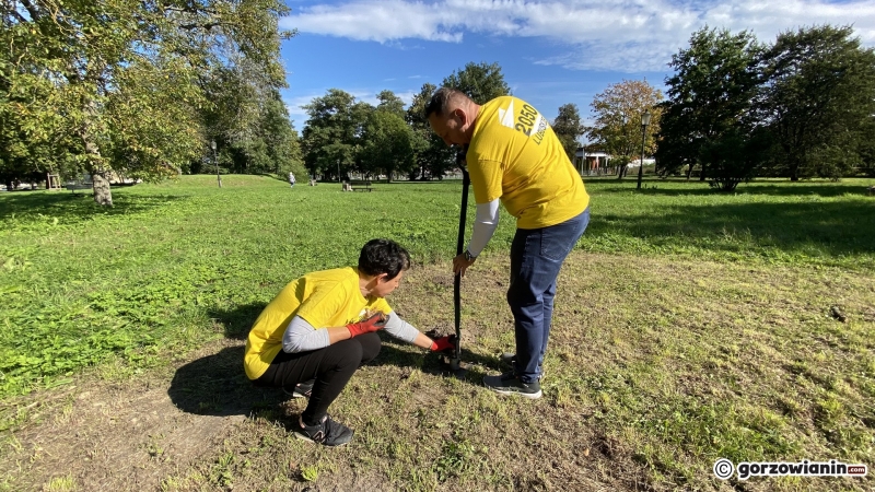 17/22 Gorzowianie wspólnie posadzili żonkile