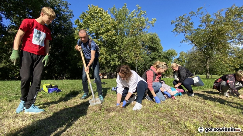 18/22 Gorzowianie wspólnie posadzili żonkile