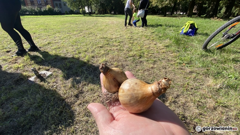 19/22 Gorzowianie wspólnie posadzili żonkile