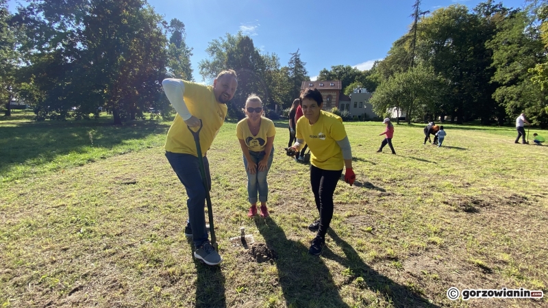 20/22 Gorzowianie wspólnie posadzili żonkile
