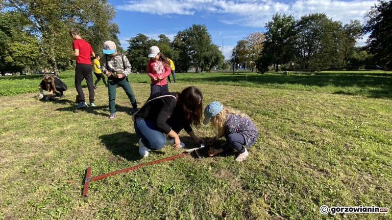 22/22 Gorzowianie wspólnie posadzili żonkile