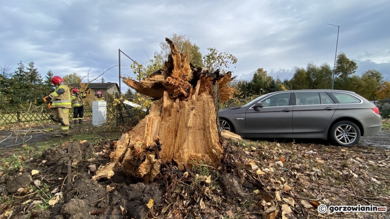 5/20 Połamane drzewa i gałęzie. Strażacy usuwają skutki silnego wiatru