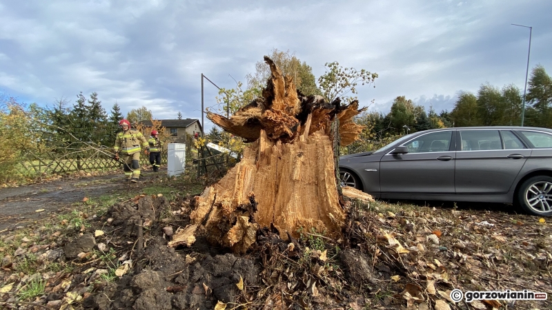 10/20 Połamane drzewa i gałęzie. Strażacy usuwają skutki silnego wiatru