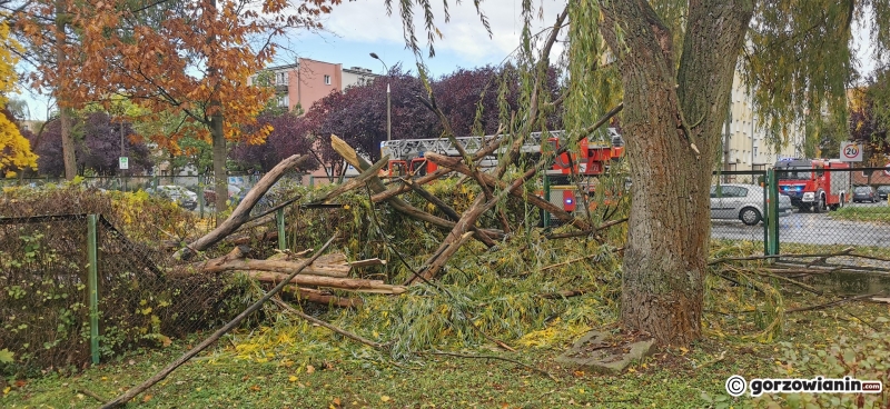 11/20 Połamane drzewa i gałęzie. Strażacy usuwają skutki silnego wiatru
