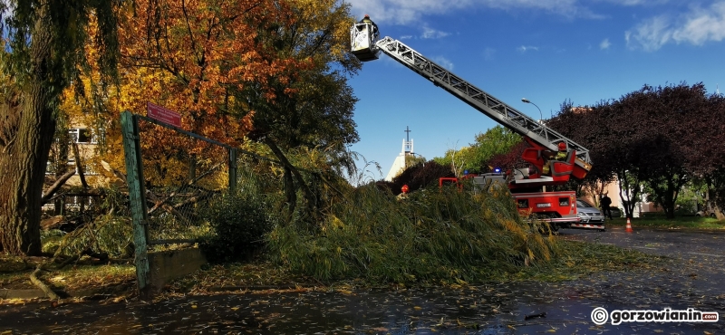 16/20 Połamane drzewa i gałęzie. Strażacy usuwają skutki silnego wiatru