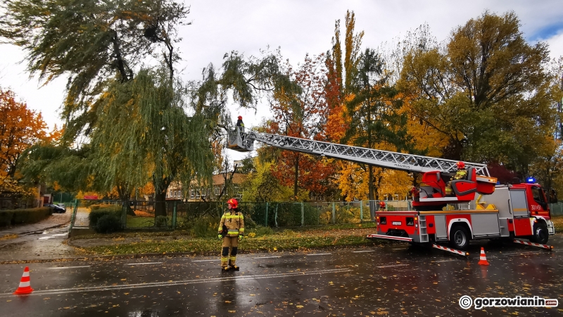 17/20 Połamane drzewa i gałęzie. Strażacy usuwają skutki silnego wiatru