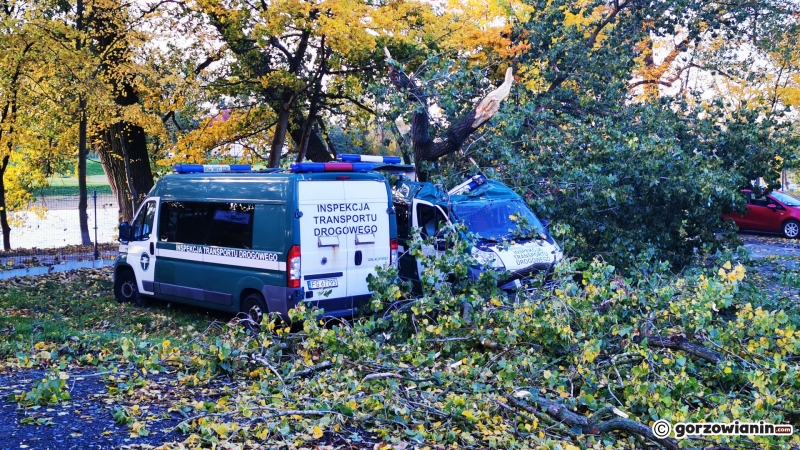 20/20 Połamane drzewa i gałęzie. Strażacy usuwają skutki silnego wiatru