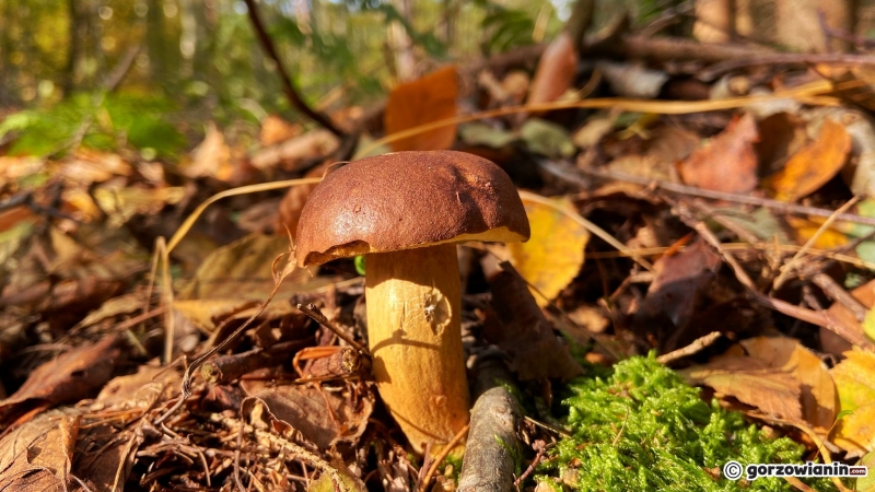 3/14 Jesień w obiektywie