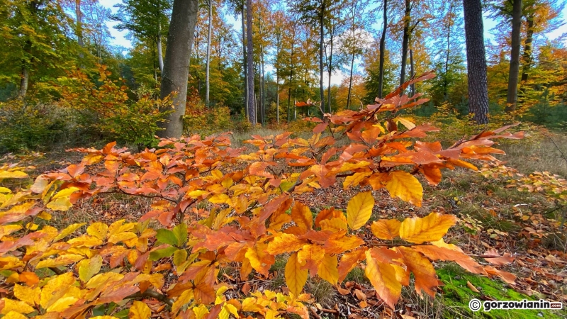 5/14 Jesień w obiektywie