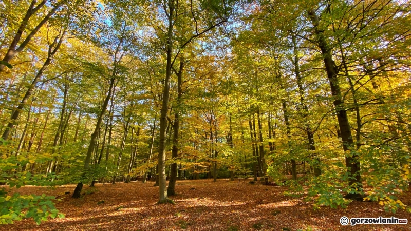 7/14 Jesień w obiektywie