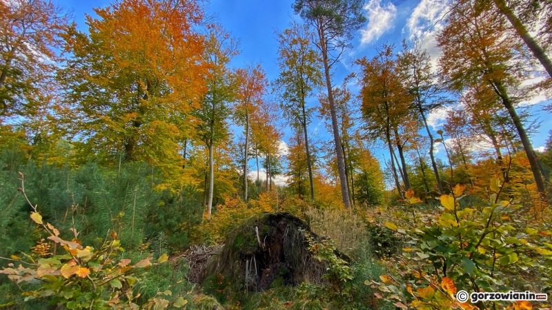 12/14 Jesień w obiektywie