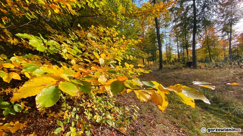 14/14 Jesień w obiektywie