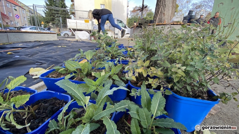 5/11 Na osiedlu Słonecznym powstaje park kieszonkowy