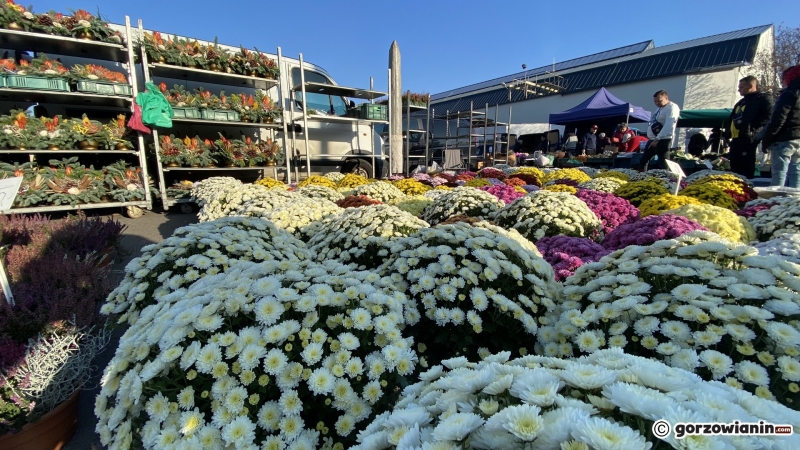 15/16 Festiwal Dyni i Chryzantem na Ryneczku Jerzego