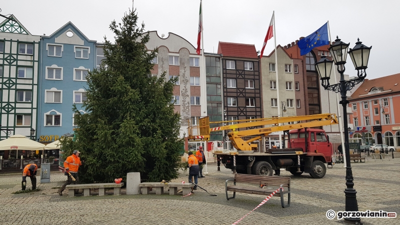 5/11 Ustawianie choinki na Starym Rynku