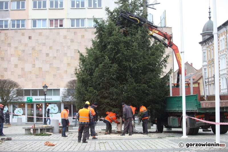 8/11 Ustawianie choinki na Starym Rynku