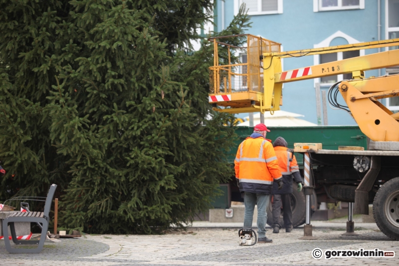 11/11 Ustawianie choinki na Starym Rynku
