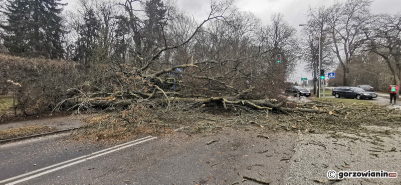 3/8 Ogromne drzewo wyrwane z korzeniami w parku Kopernika