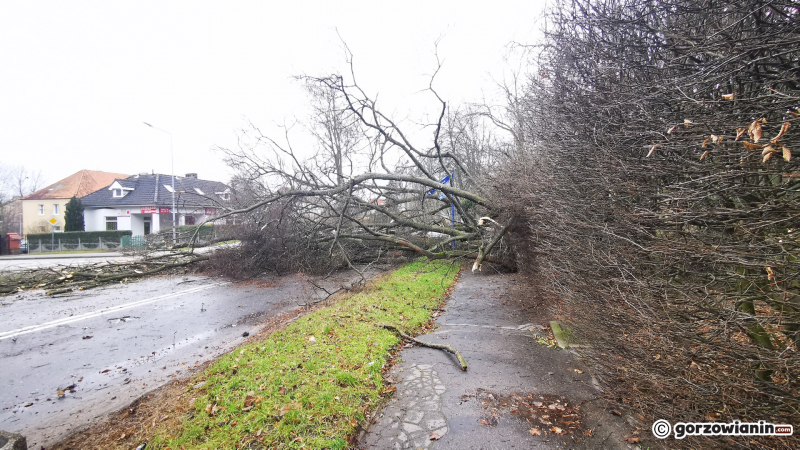 8/8 Ogromne drzewo wyrwane z korzeniami w parku Kopernika