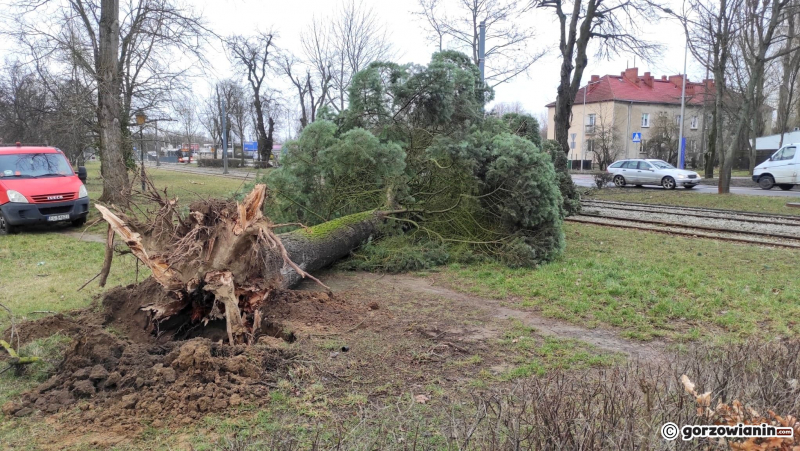 3/4 Przewrócone drzewo zerwało trakcję. Tramwaje kursują na skróconej trasie