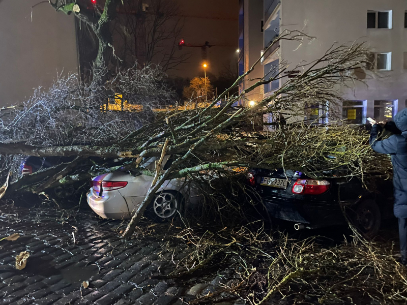 3/7 Drzewo wyrwane z korzeniami spadło na zaparkowane auta