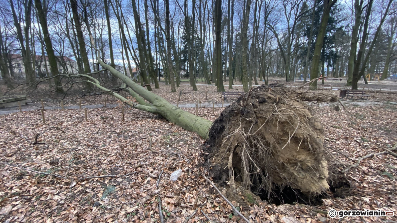 8/19 Orkan Eunice wyrządził spore szkody