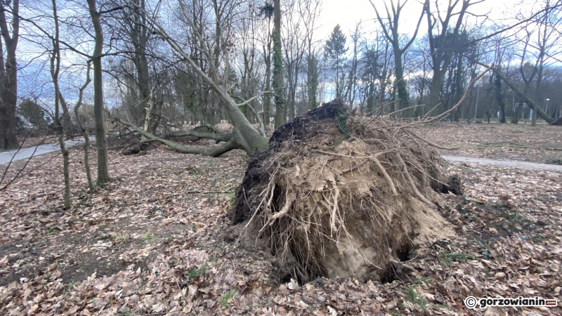 15/19 Orkan Eunice wyrządził spore szkody