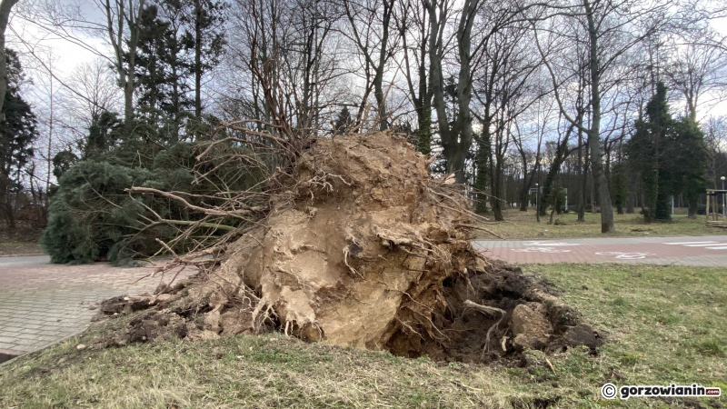 16/19 Orkan Eunice wyrządził spore szkody