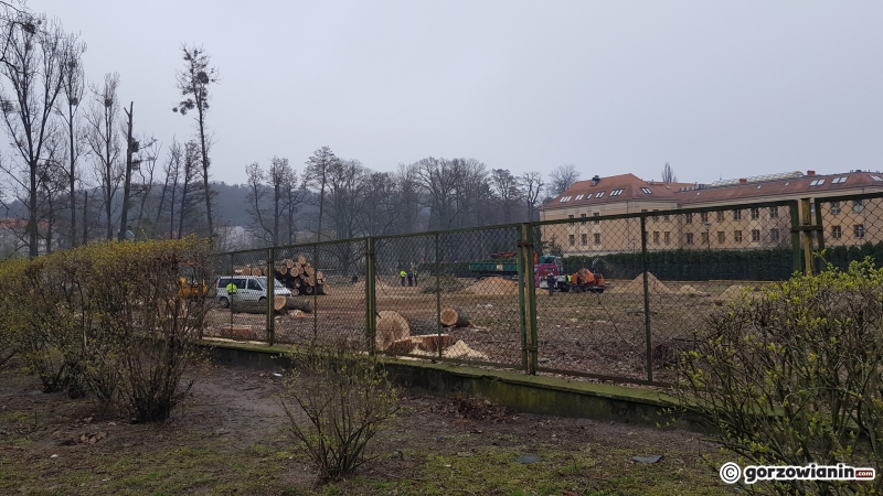 4/4 Wycinka drzew przy ul. Jagiellończyka