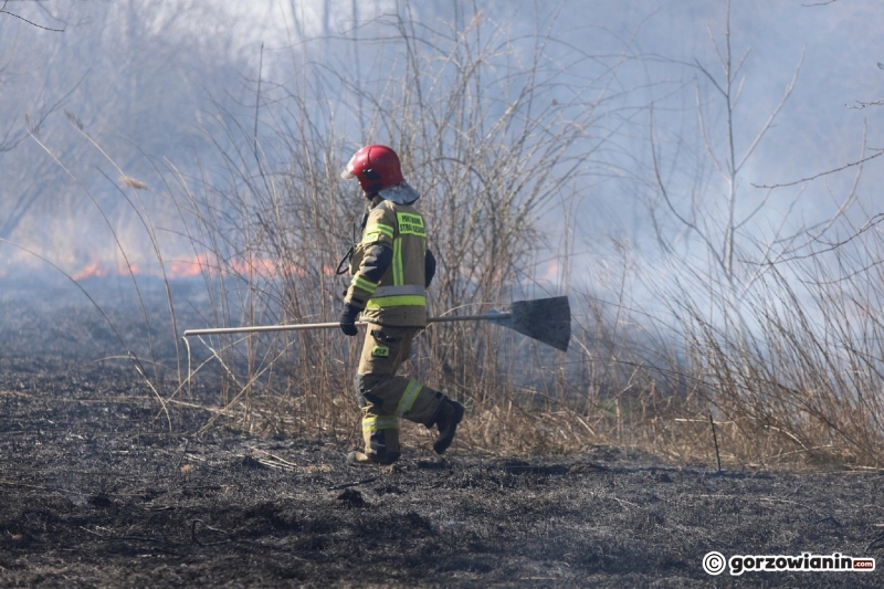 1/9 Pożar trawy przy ul. Półwiejskiej w Gorzowie