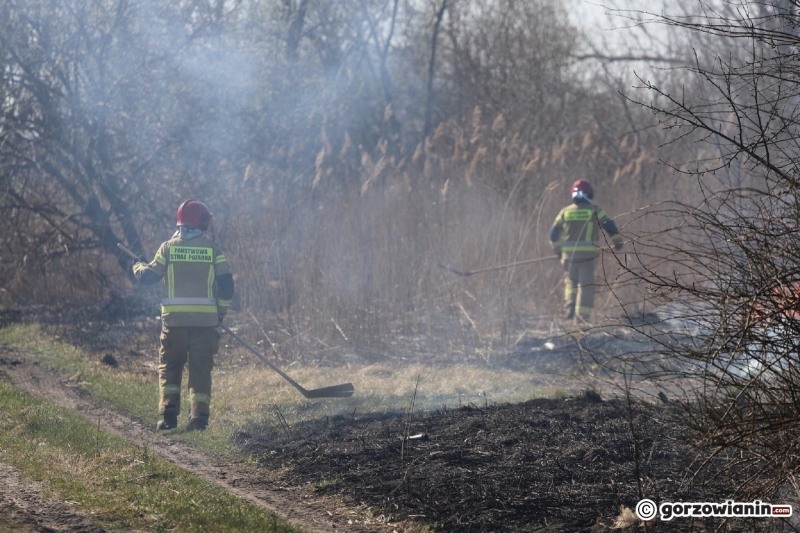 5/9 Pożar trawy przy ul. Półwiejskiej w Gorzowie