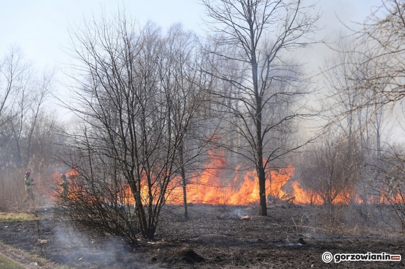 7/9 Pożar trawy przy ul. Półwiejskiej w Gorzowie
