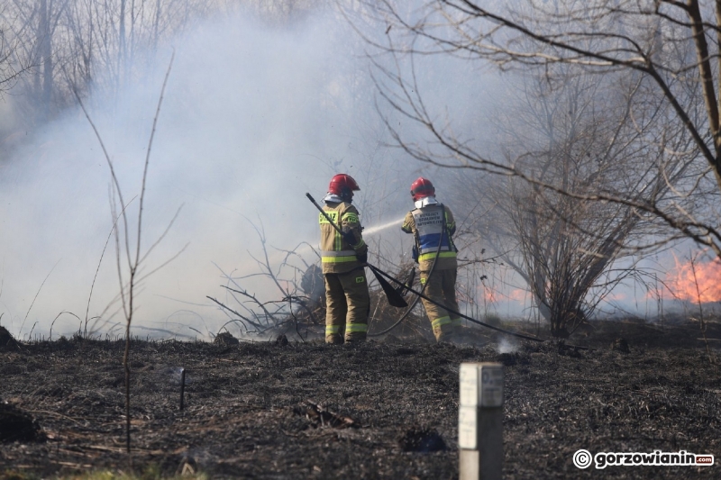 9/9 Pożar trawy przy ul. Półwiejskiej w Gorzowie