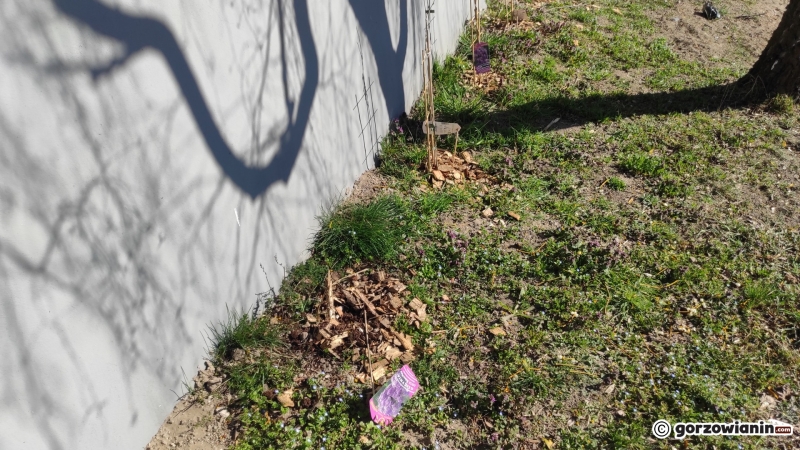 3/5 Sadzonki krzewów skradzione z pasa zieleni na Słonecznej