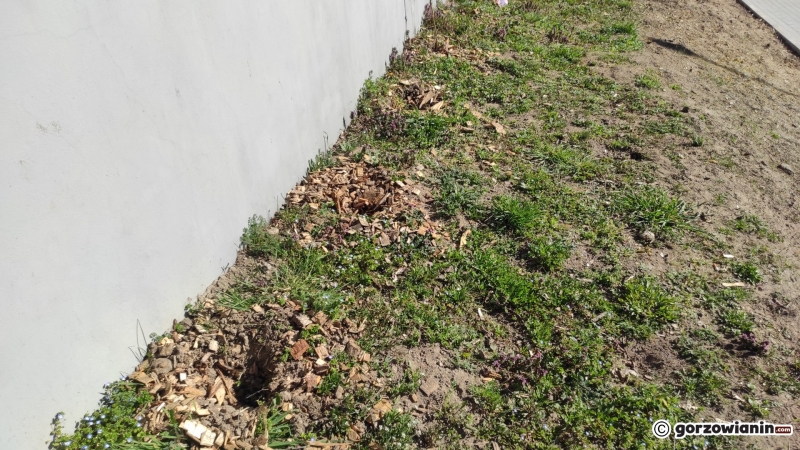 4/5 Sadzonki krzewów skradzione z pasa zieleni na Słonecznej