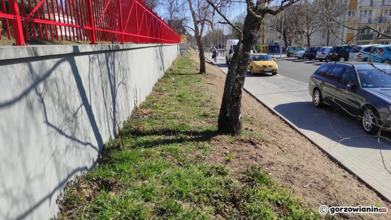 5/5 Sadzonki krzewów skradzione z pasa zieleni na Słonecznej