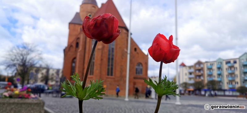 4/8 Wiosenne nasadzenia w centrum Gorzowa