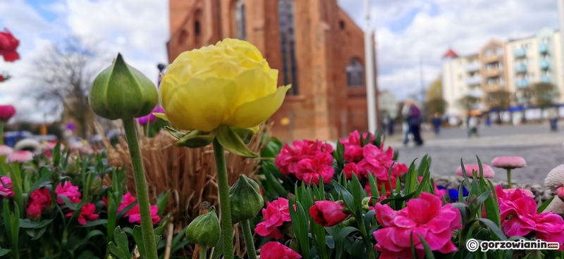 5/8 Wiosenne nasadzenia w centrum Gorzowa