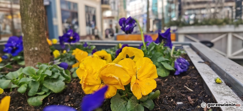 6/8 Wiosenne nasadzenia w centrum Gorzowa