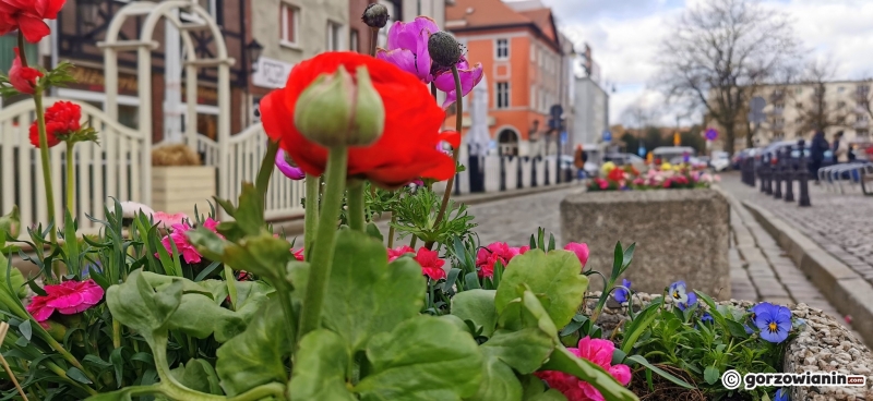 7/8 Wiosenne nasadzenia w centrum Gorzowa