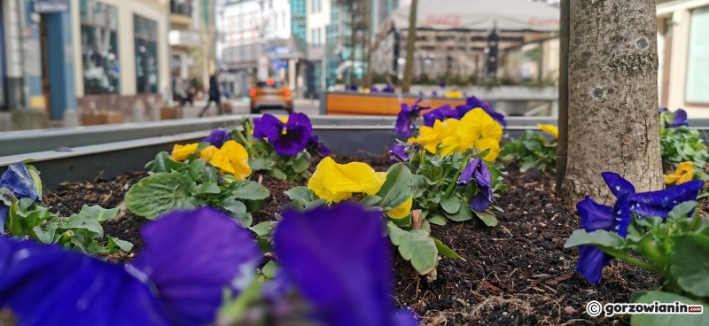 8/8 Wiosenne nasadzenia w centrum Gorzowa
