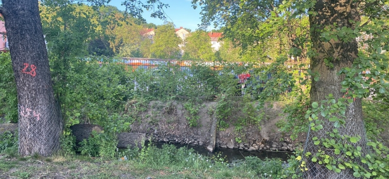 4/9 Oznakowane drzewa wzdłuż ścieżki nad Kłodawką