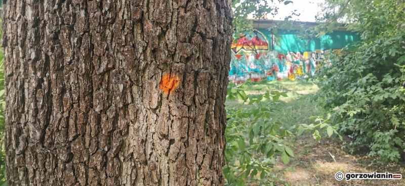 5/9 Oznakowane drzewa wzdłuż ścieżki nad Kłodawką