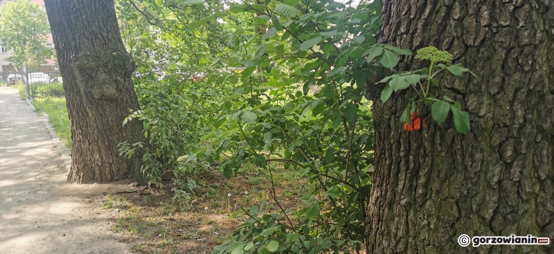 6/9 Oznakowane drzewa wzdłuż ścieżki nad Kłodawką