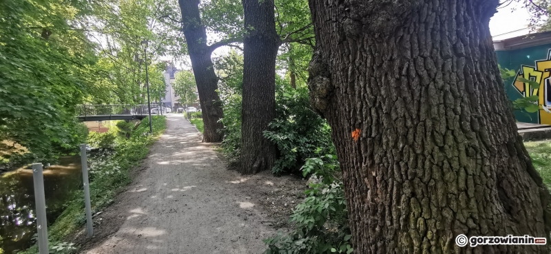 7/9 Oznakowane drzewa wzdłuż ścieżki nad Kłodawką