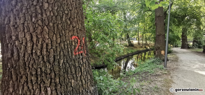 8/9 Oznakowane drzewa wzdłuż ścieżki nad Kłodawką